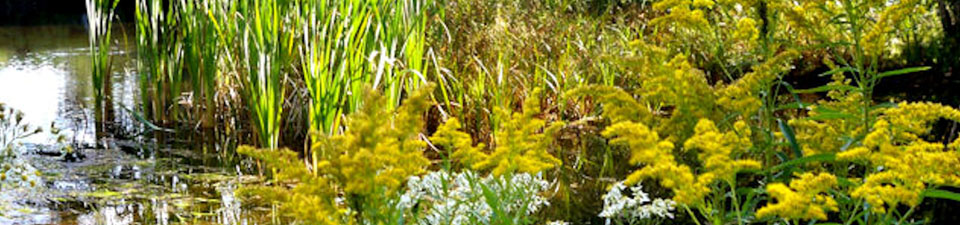 TRAINING-Summer-Pond-goldenrod