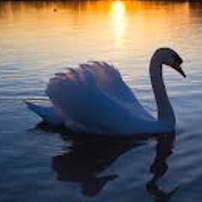 Swan waits patiently for us to call upon her to take us "through the mirror" and into the past when a past life healing is required.